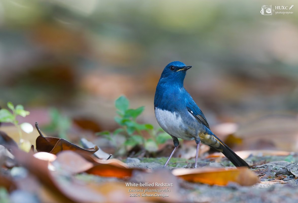 White-bellied Redstart - ML645973817