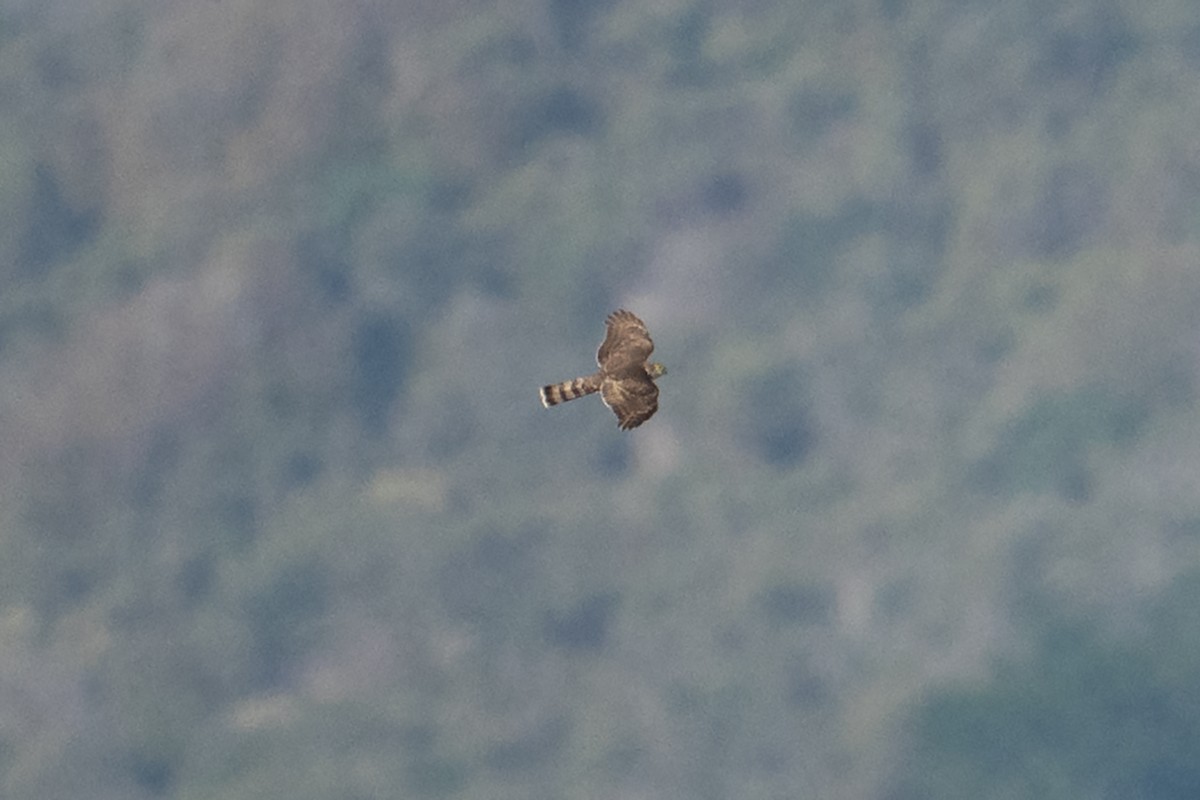 Sharp-shinned Hawk - ML645973818