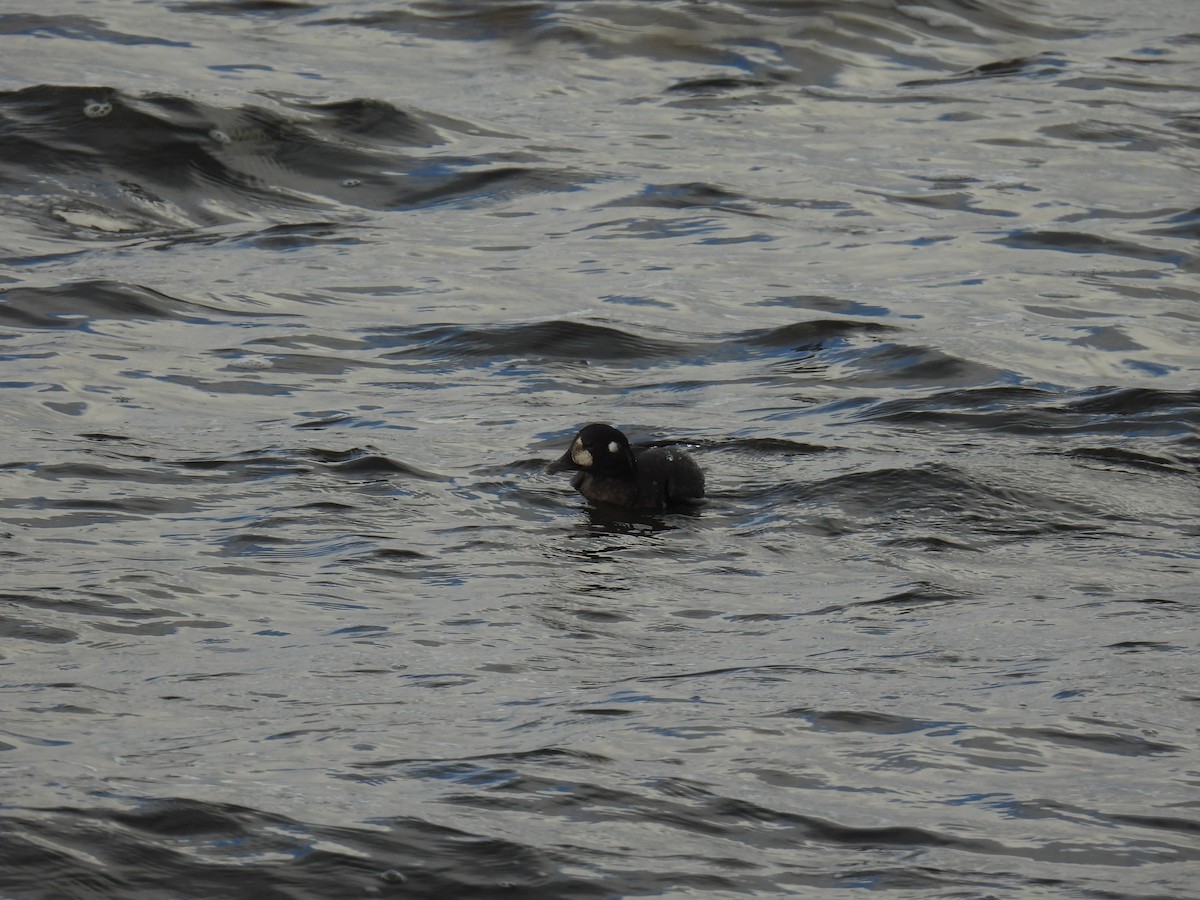 Harlequin Duck - ML645973819