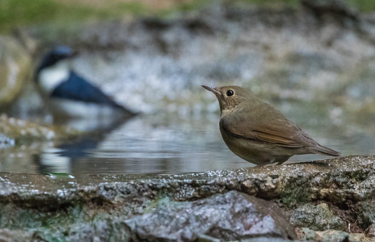 Siberian Blue Robin - ML645973820