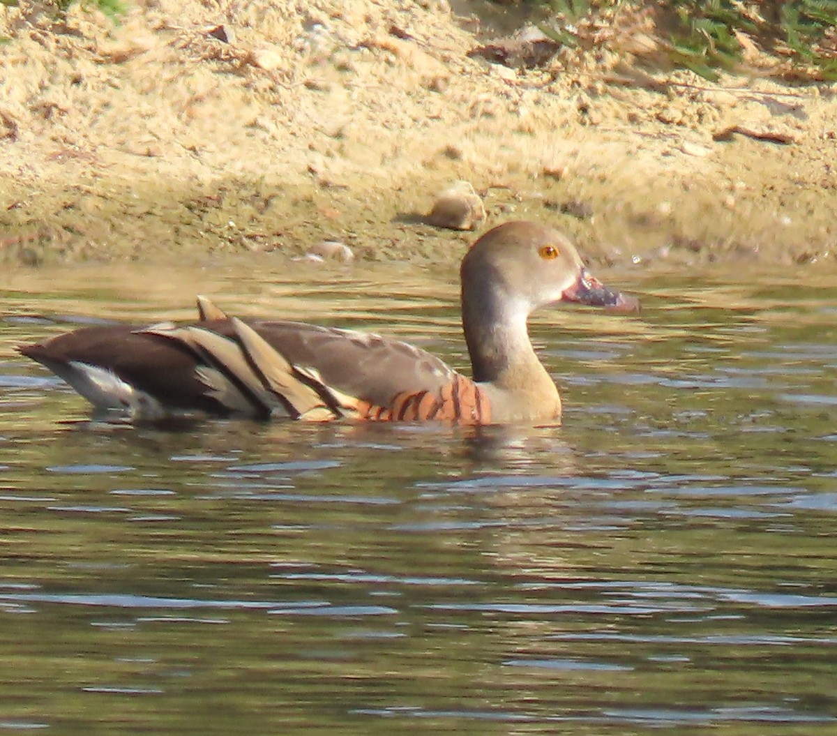 Plumed Whistling-Duck - ML645973821