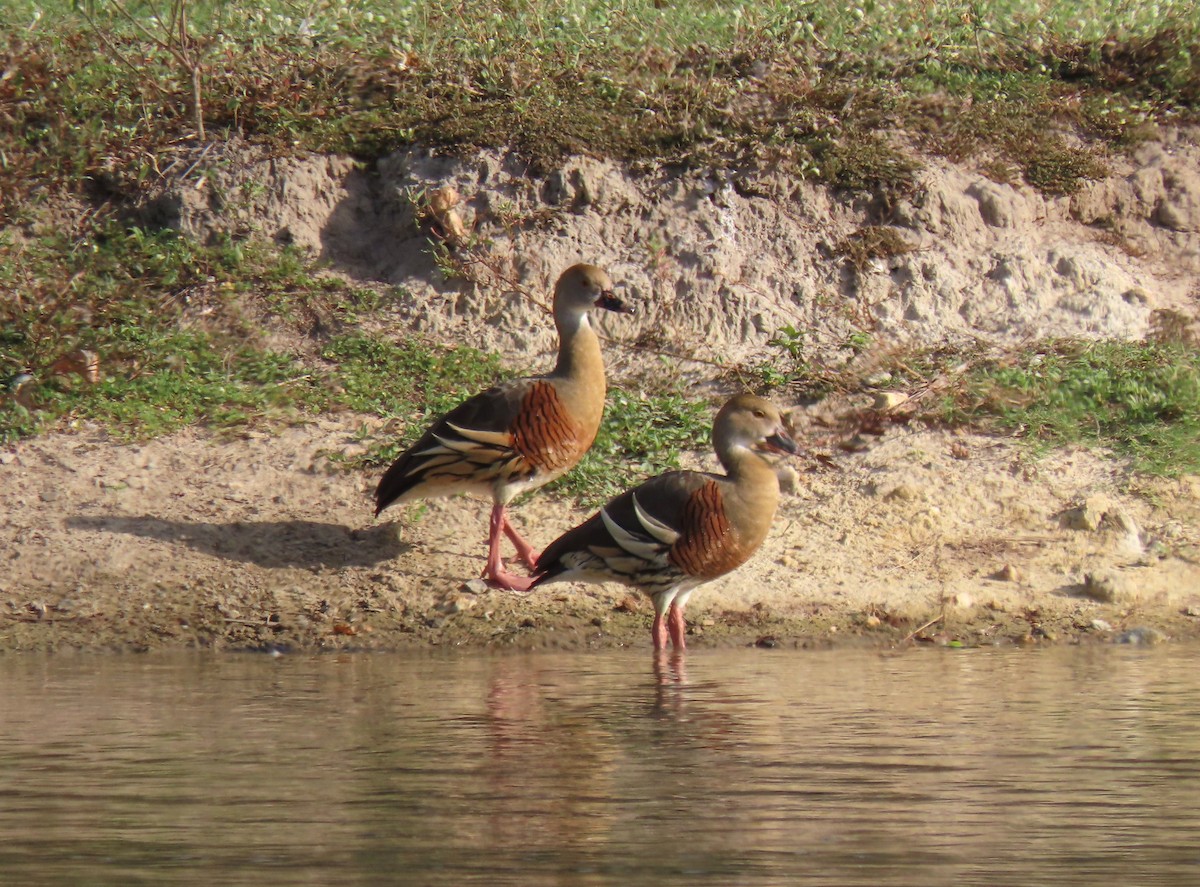 Plumed Whistling-Duck - ML645973822