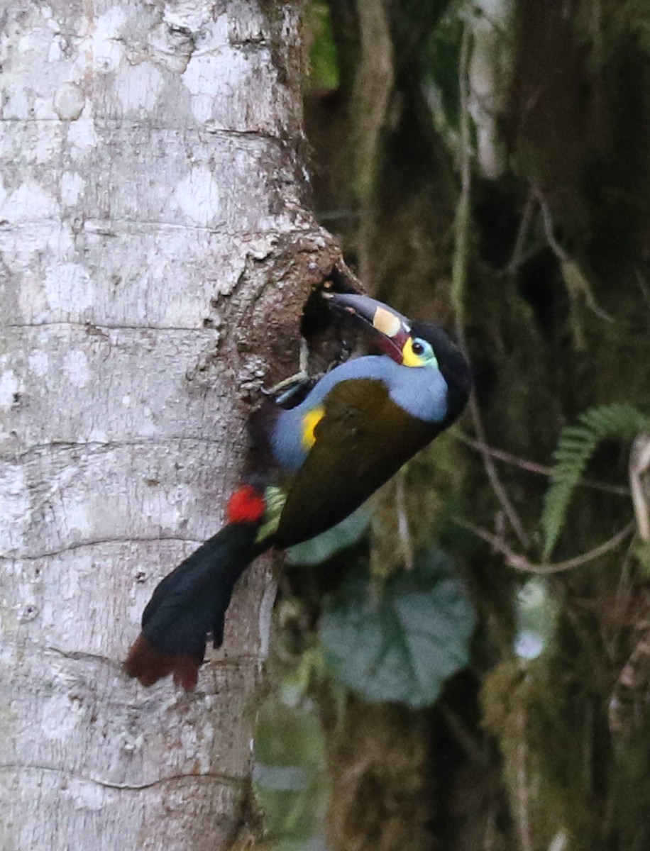Plate-billed Mountain-Toucan - ML645973823