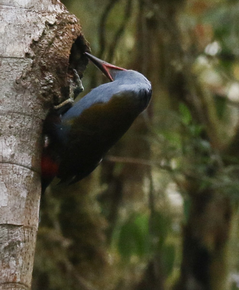 Plate-billed Mountain-Toucan - ML645973824
