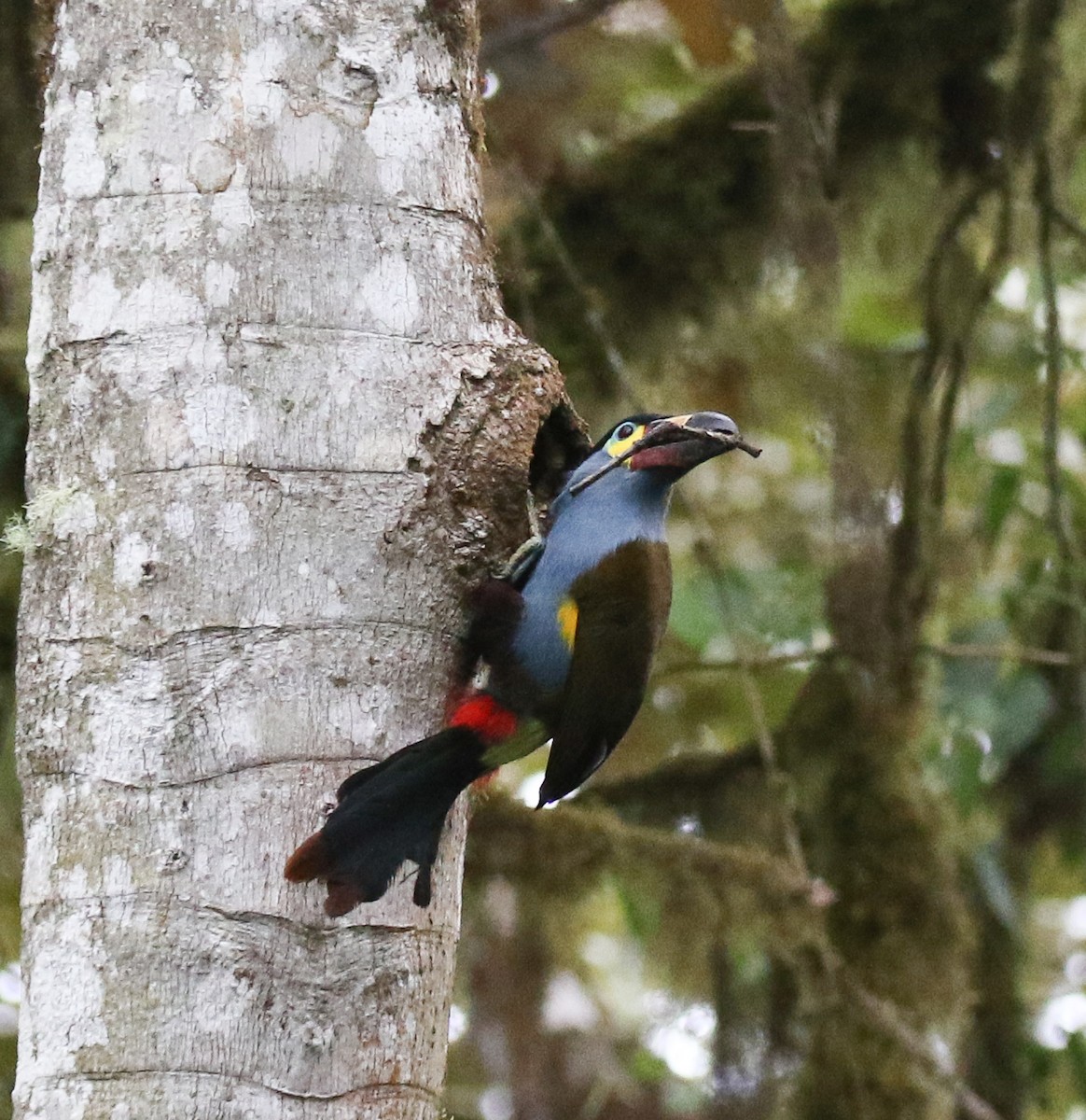 Plate-billed Mountain-Toucan - ML645973825