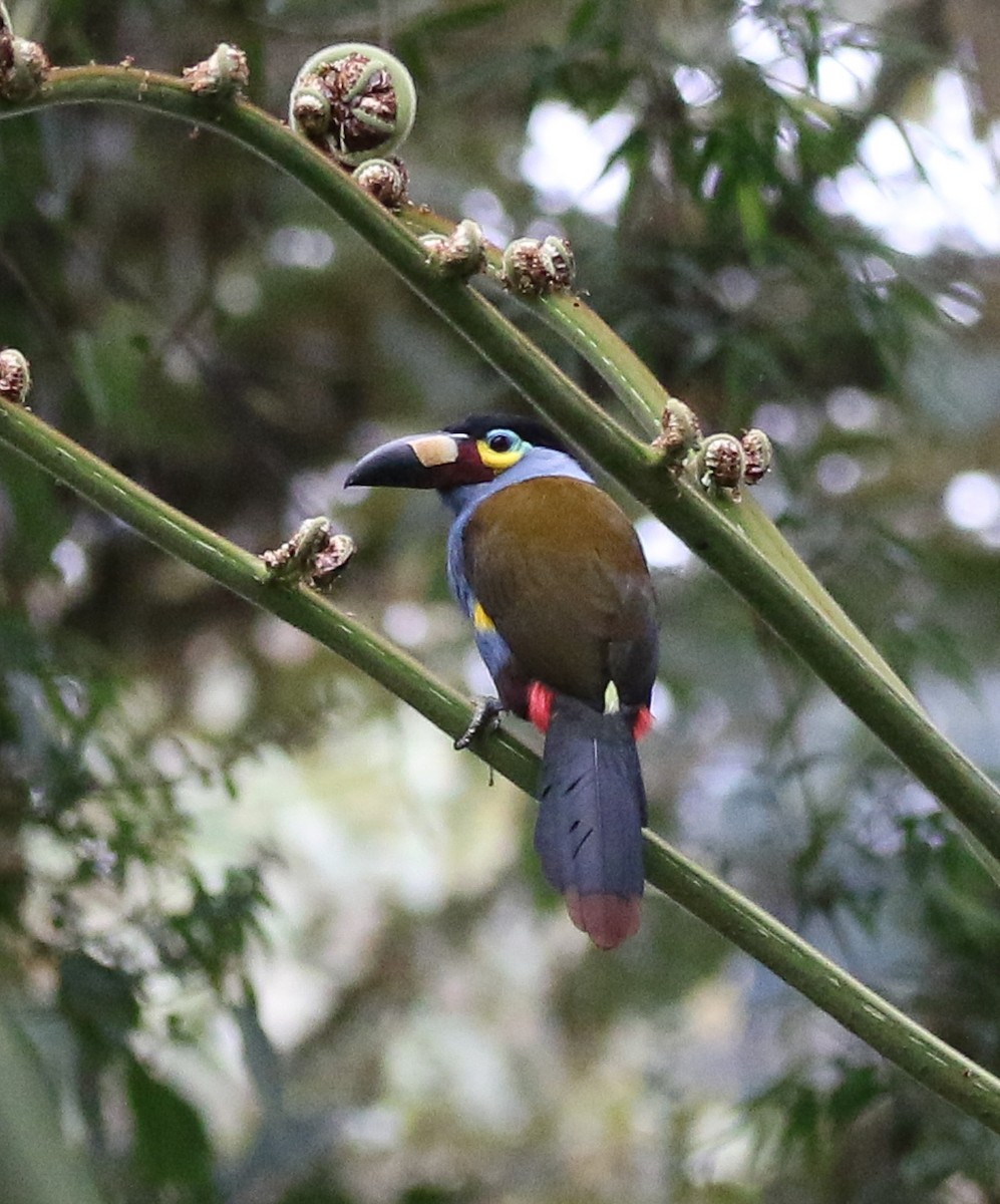 Plate-billed Mountain-Toucan - ML645973826