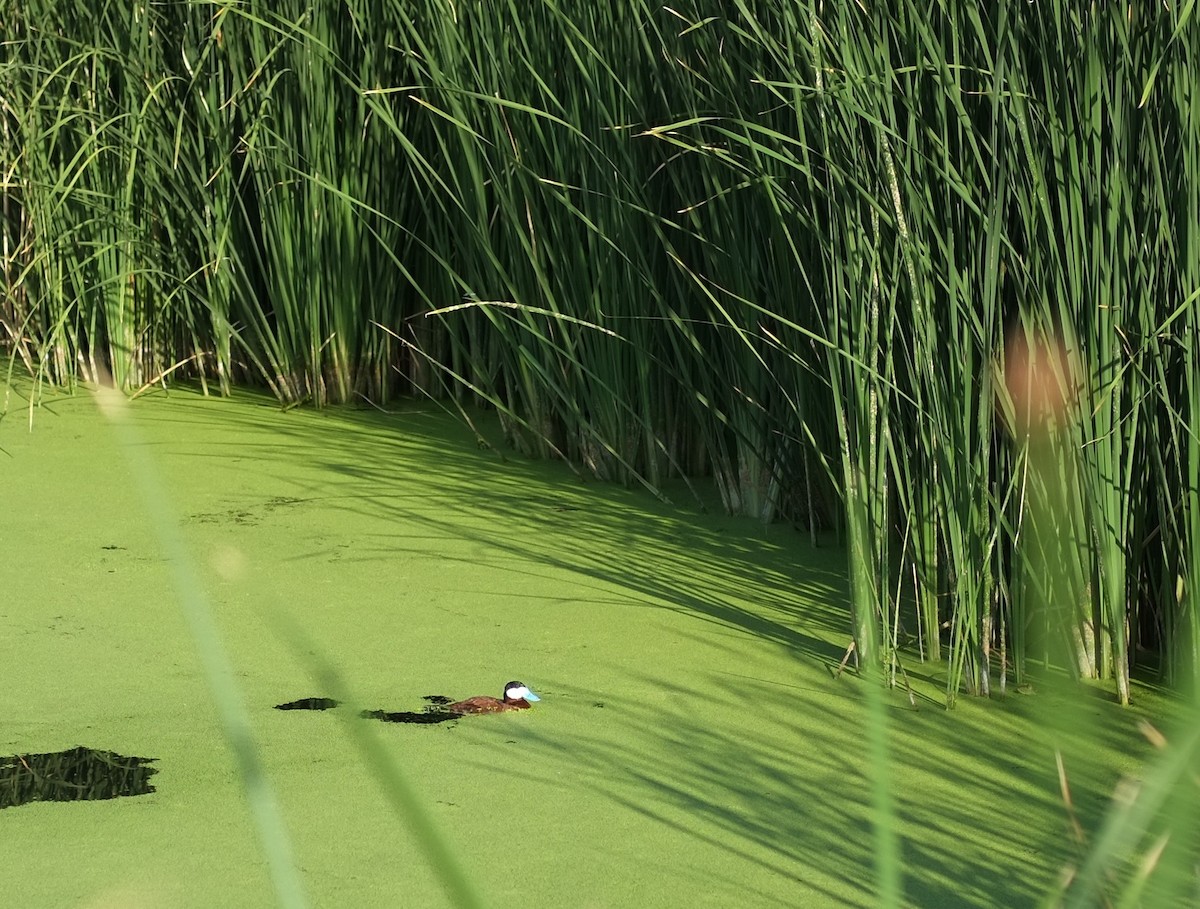 Ruddy Duck - ML645973827