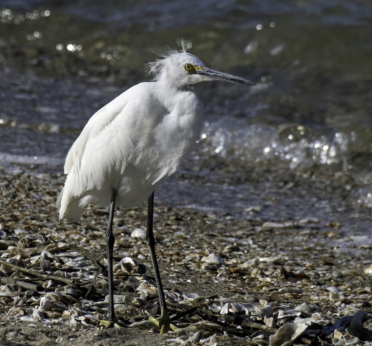 Snowy Egret - ML645973828