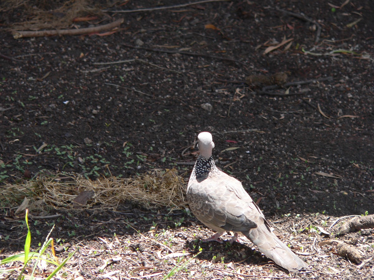 Spotted Dove - ML645973829
