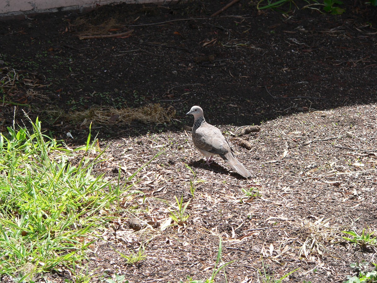 Spotted Dove - ML645973830