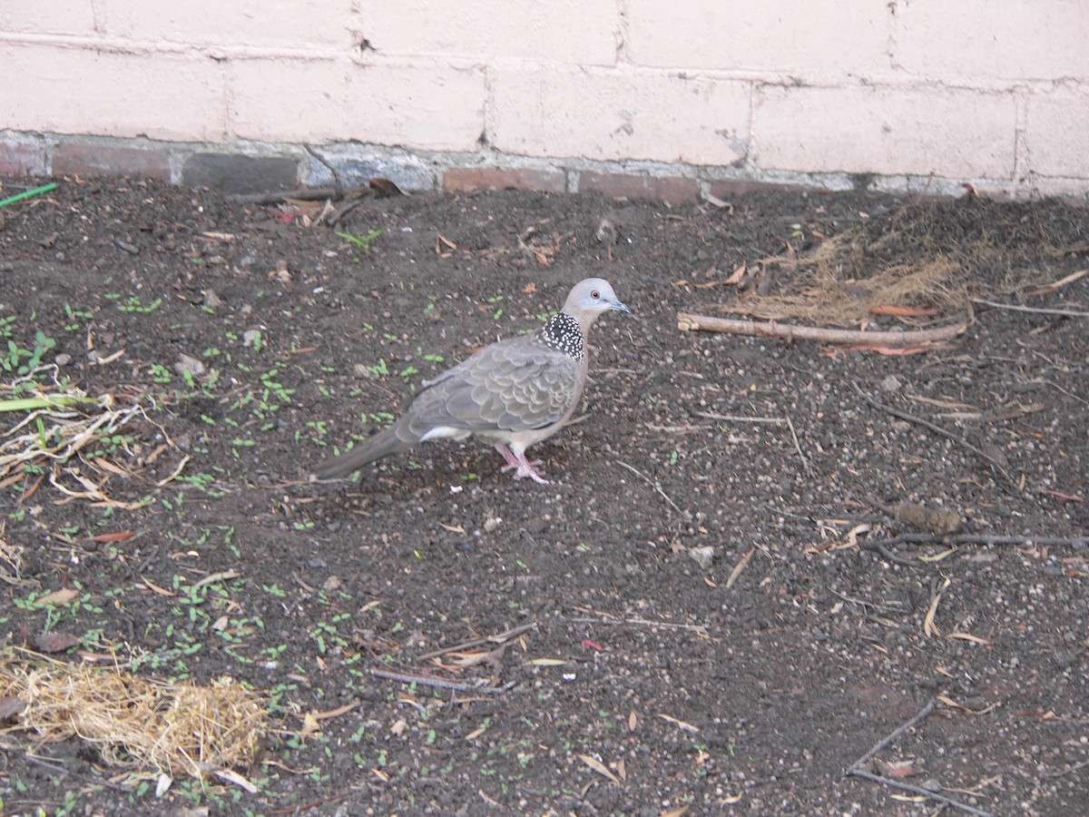 Spotted Dove - ML645973831