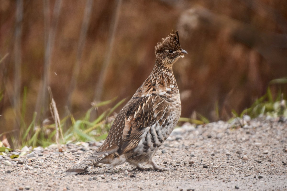 jeřábek kanadský - ML645973837