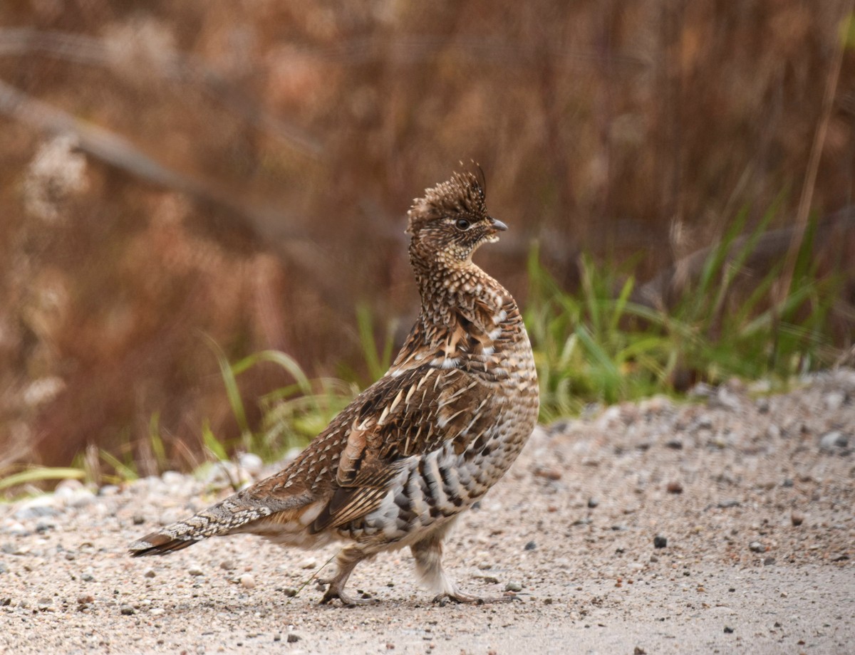 jeřábek kanadský - ML645973838