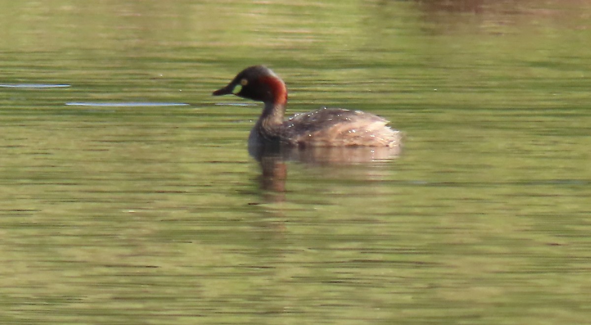 Australasian Grebe - ML645973843