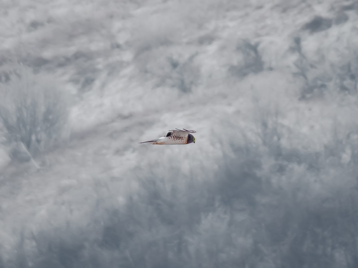 mørkmyrhauk - ML645973845