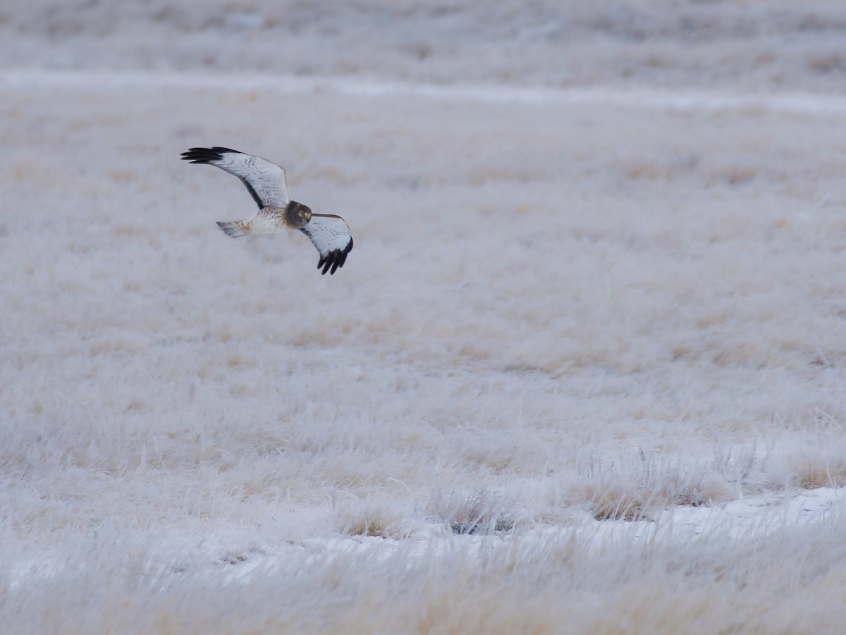 mørkmyrhauk - ML645973846