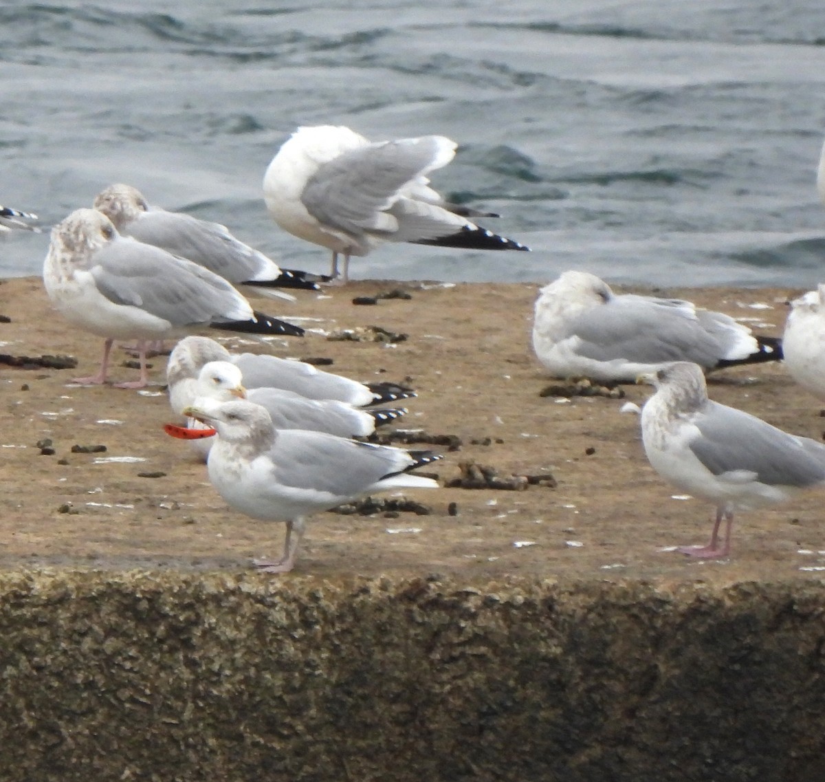 American Herring Gull - ML645973849
