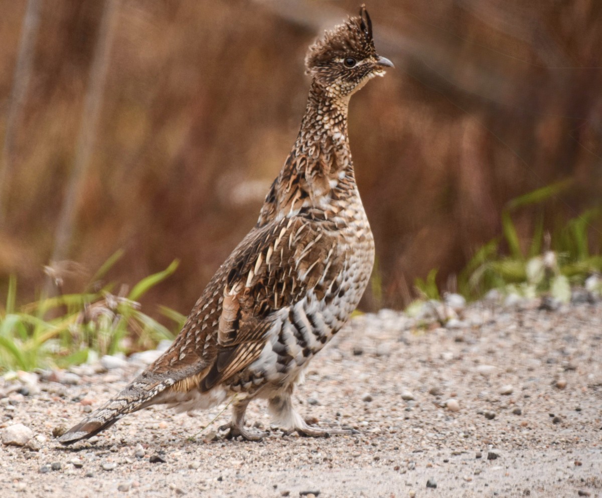 jeřábek kanadský - ML645973850