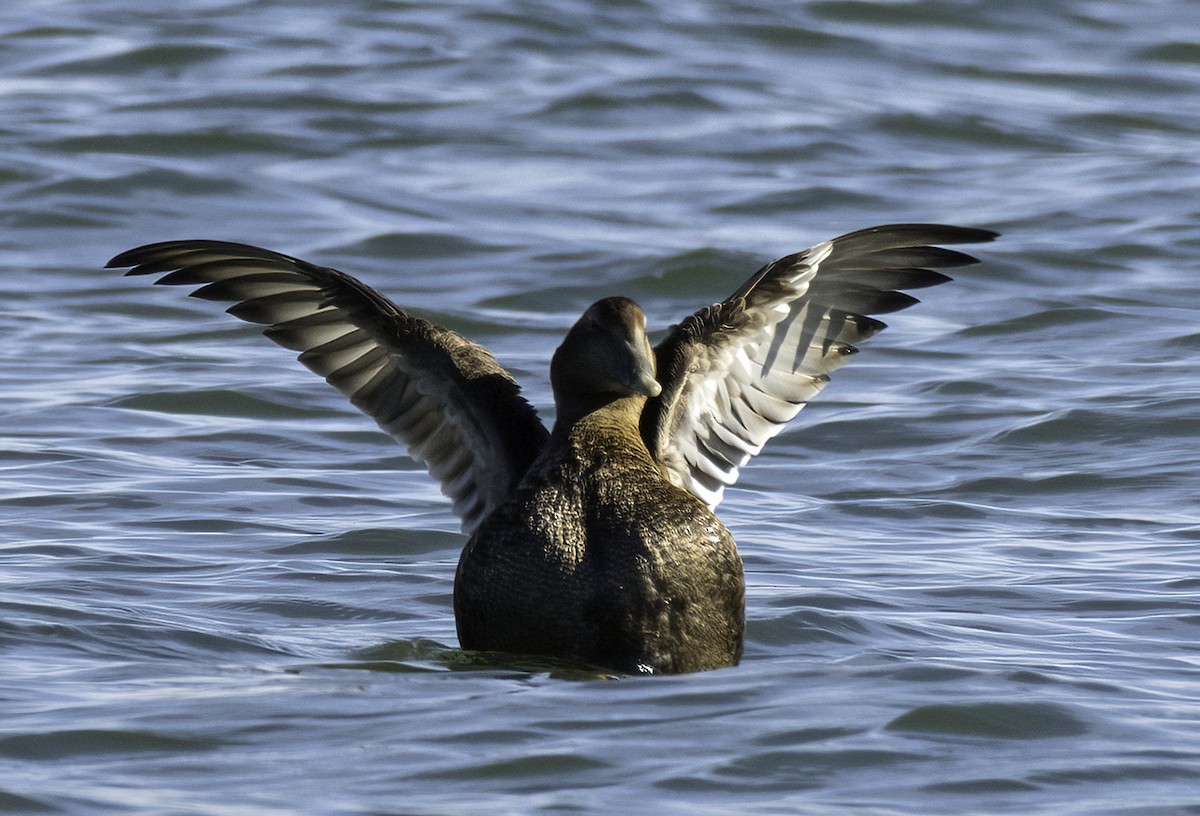 Common Eider - ML645973853