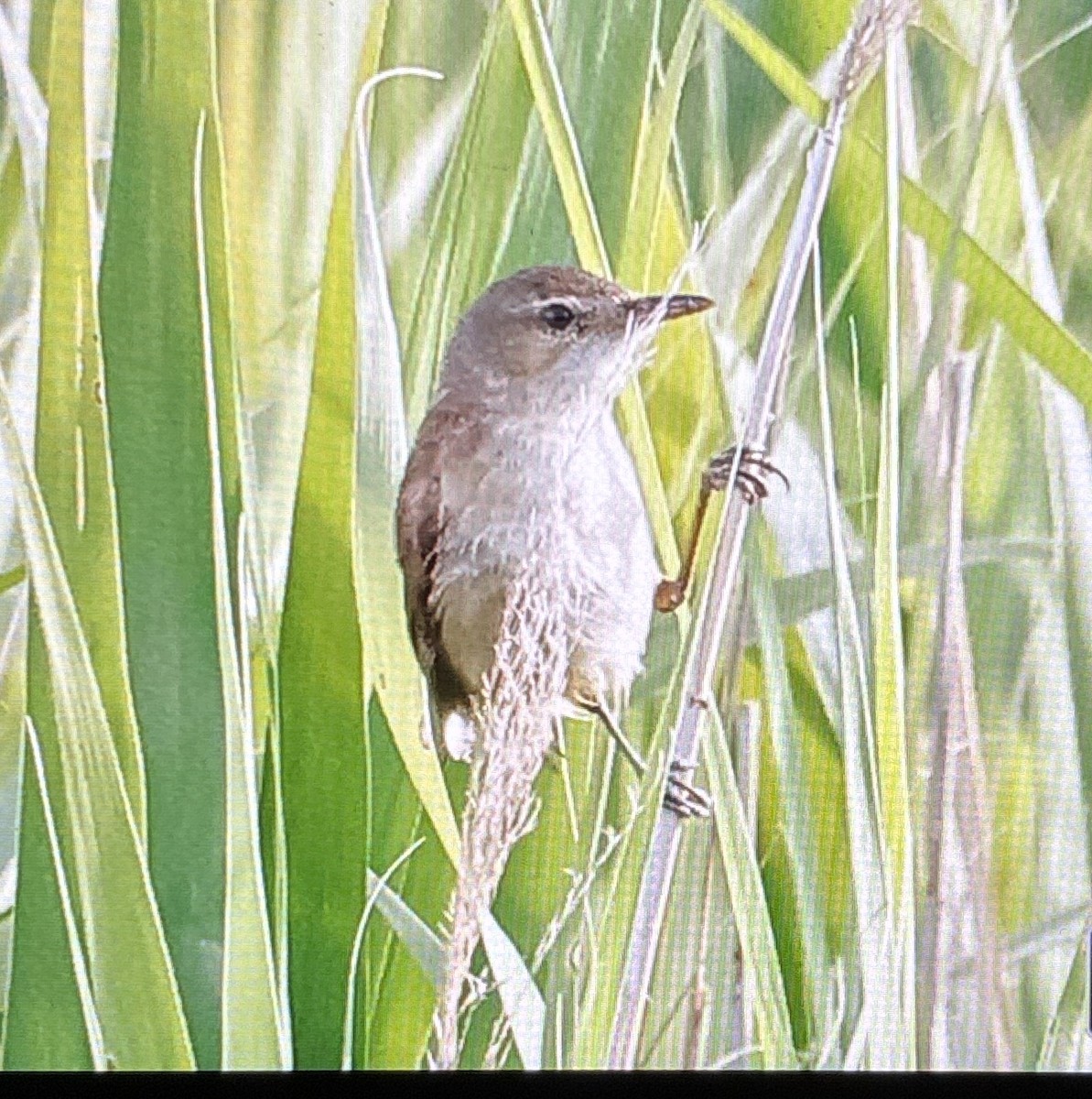 Australian Reed Warbler - ML645973856