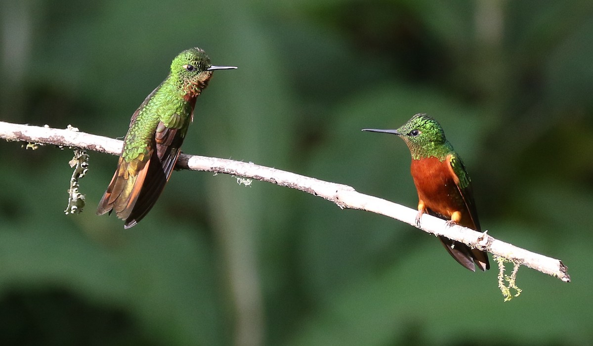 Chestnut-breasted Coronet - ML645973864