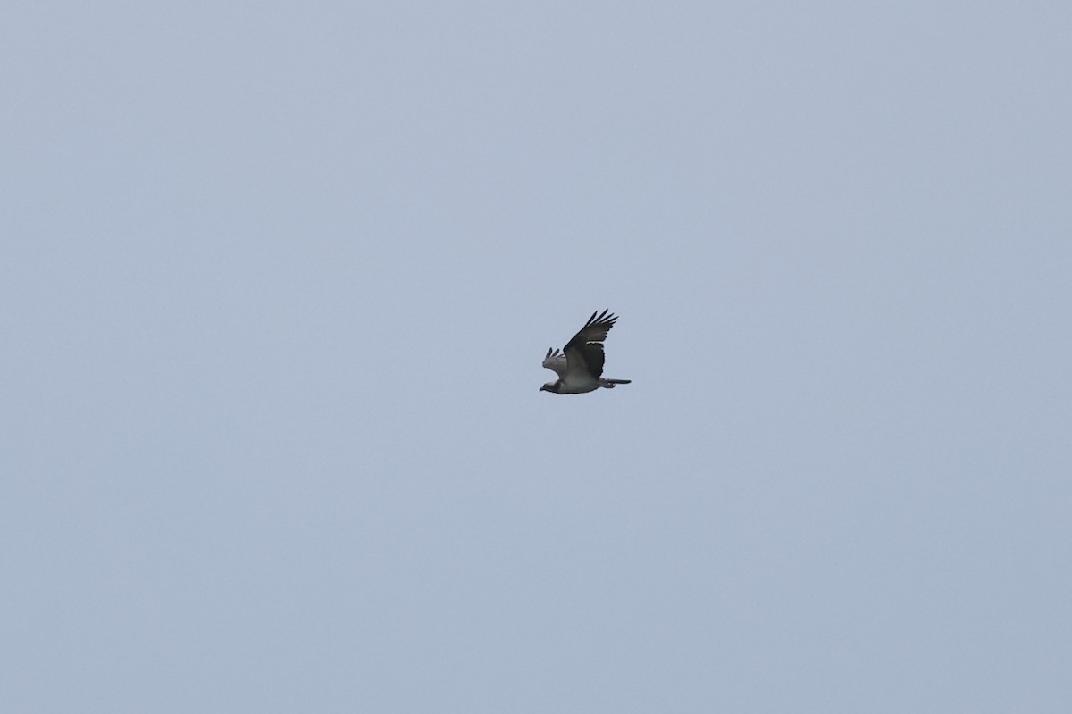 Osprey - ML645973888