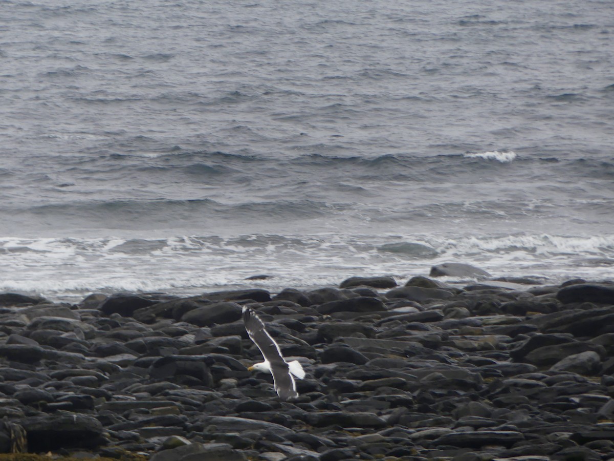 Great Black-backed Gull - ML645973889