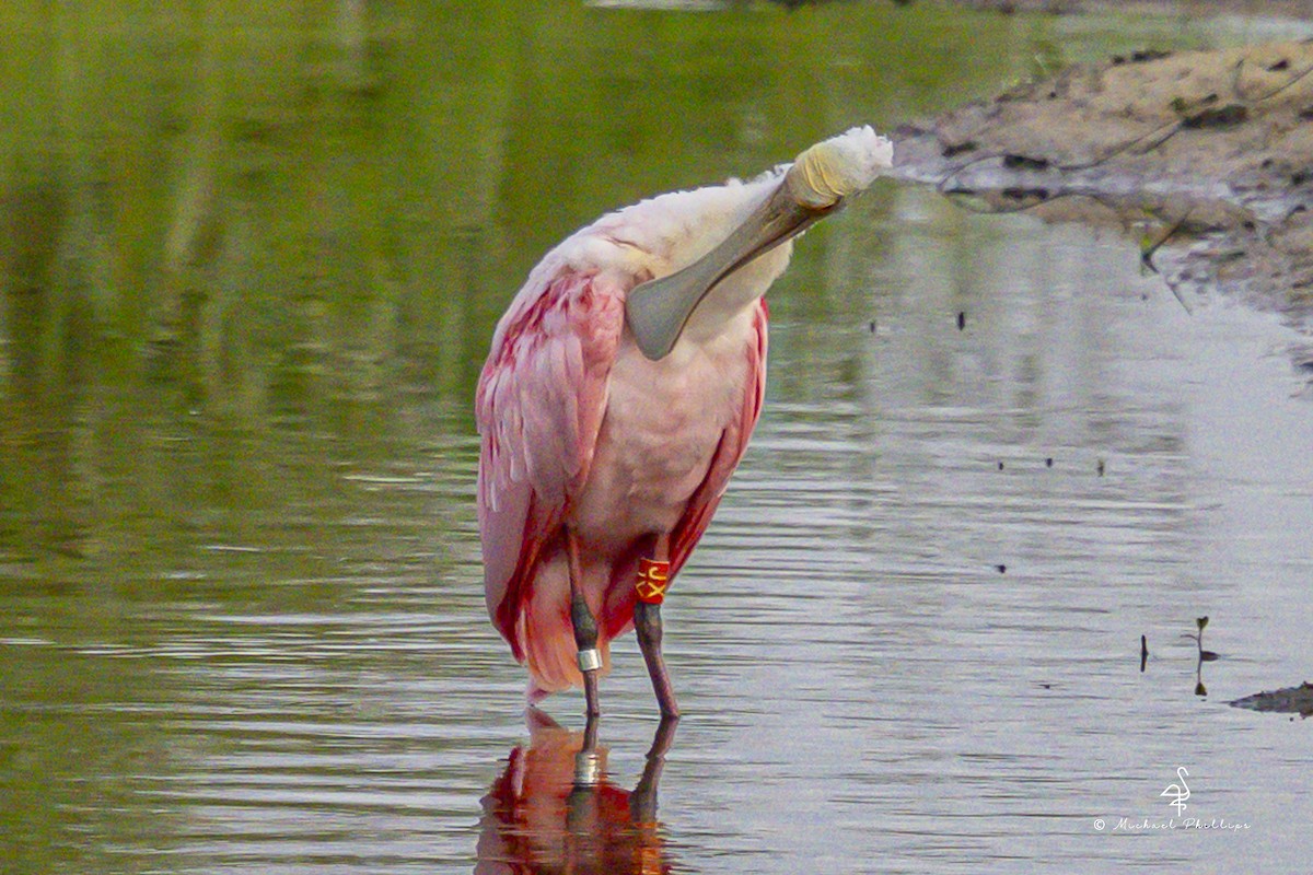 Rosalöffler - ML645973892