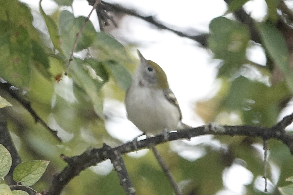 Chestnut-sided Warbler - ML645973893