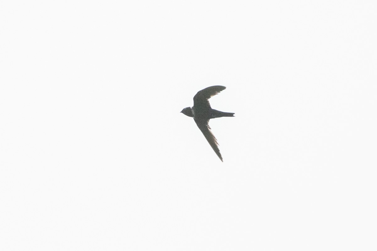 White-collared Swift - ML645973896