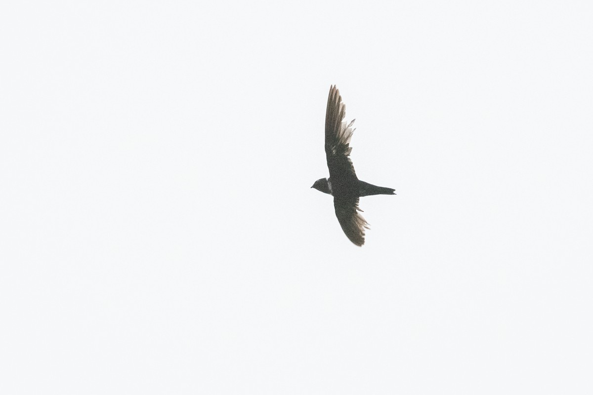 White-collared Swift - ML645973897