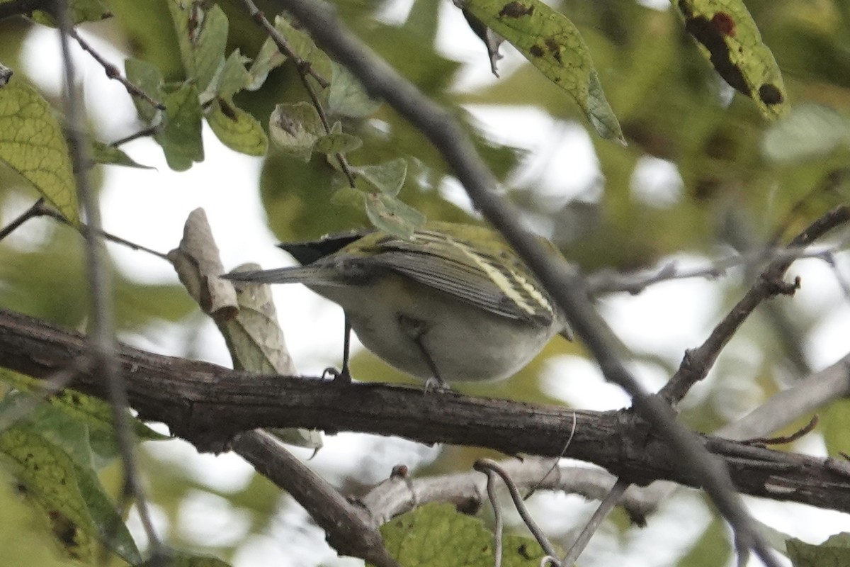 Chestnut-sided Warbler - ML645973900