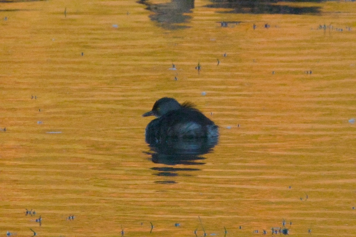 Least Grebe - ML645973904