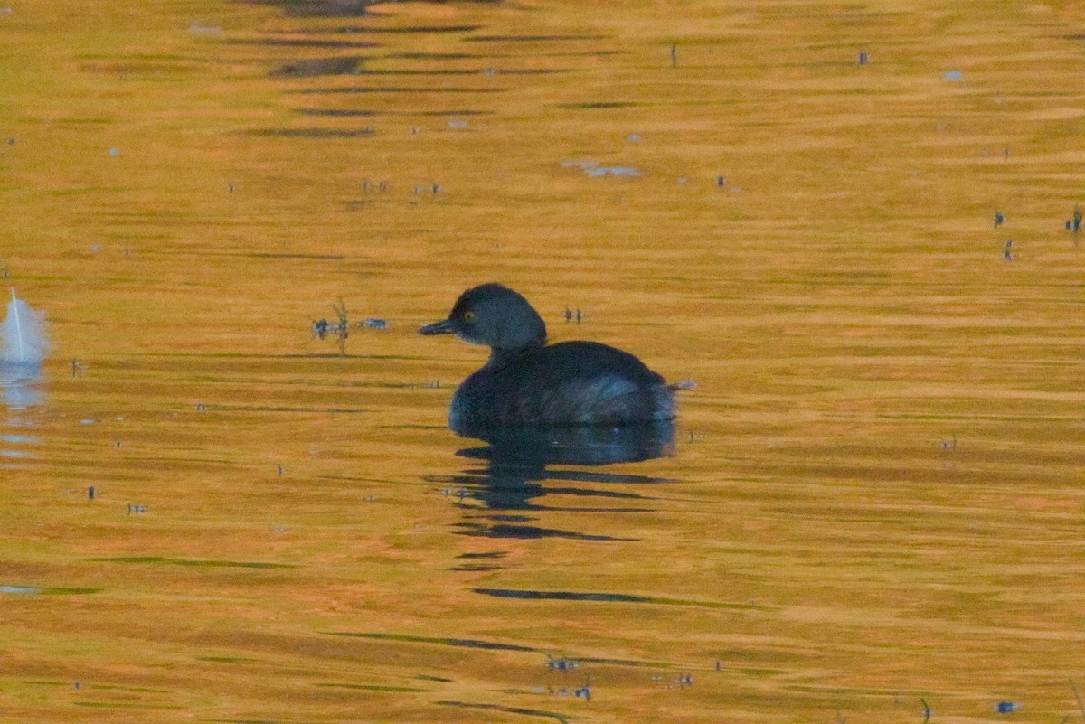 Least Grebe - ML645973905