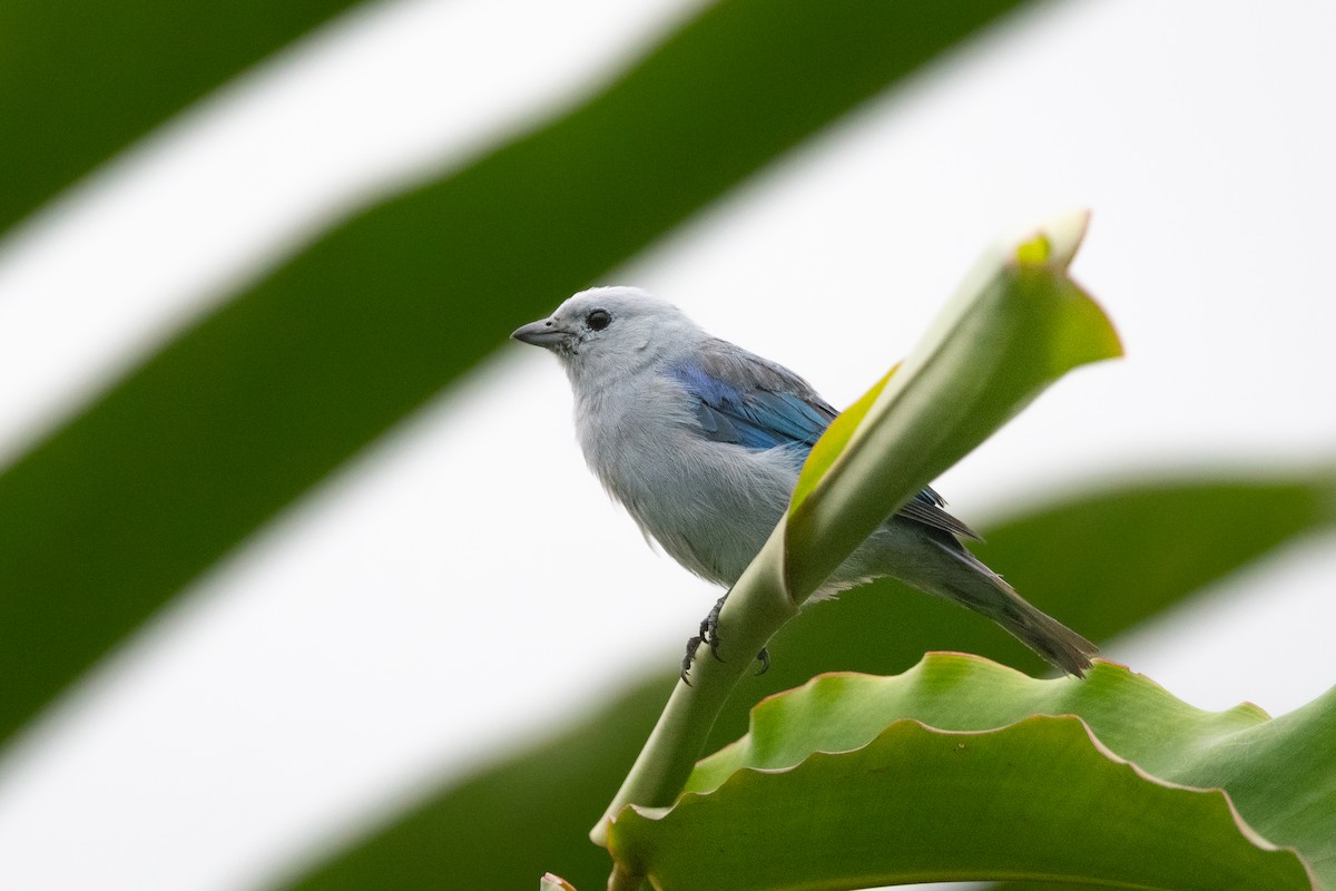 Blue-gray Tanager - ML645973917