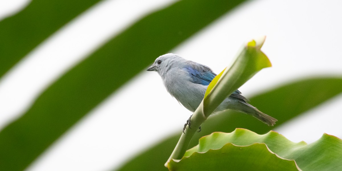 Blue-gray Tanager - ML645973918