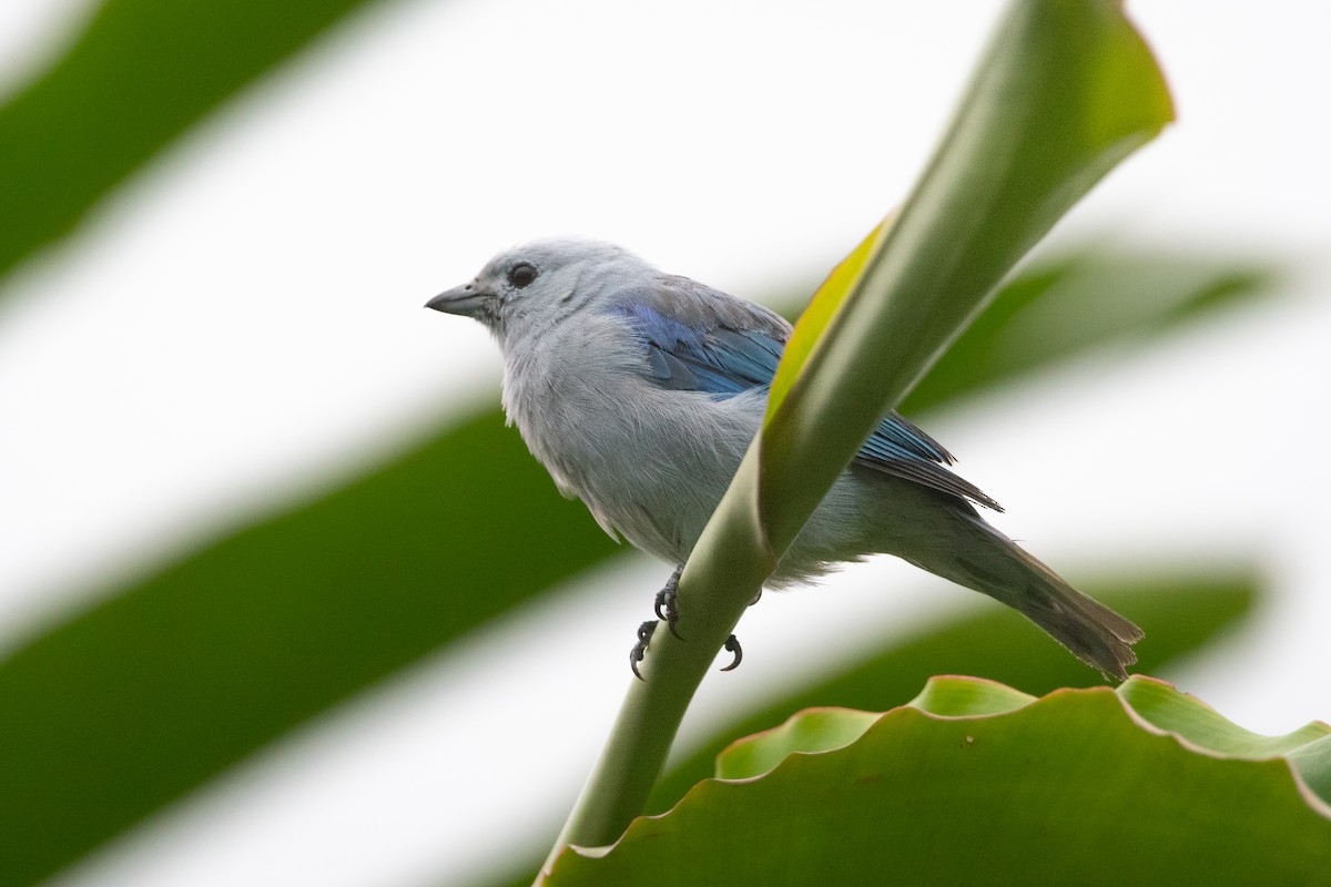 Blue-gray Tanager - ML645973919