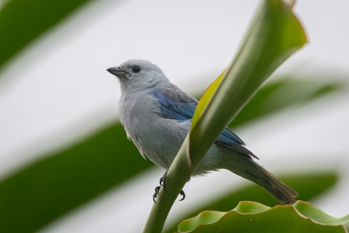 Blue-gray Tanager - ML645973920