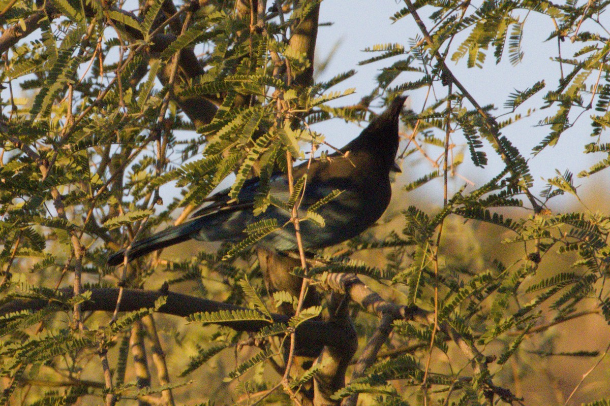 Steller's Jay (Southwest Interior) - ML645973922
