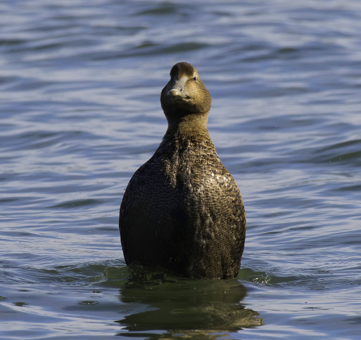 Common Eider - ML645973925