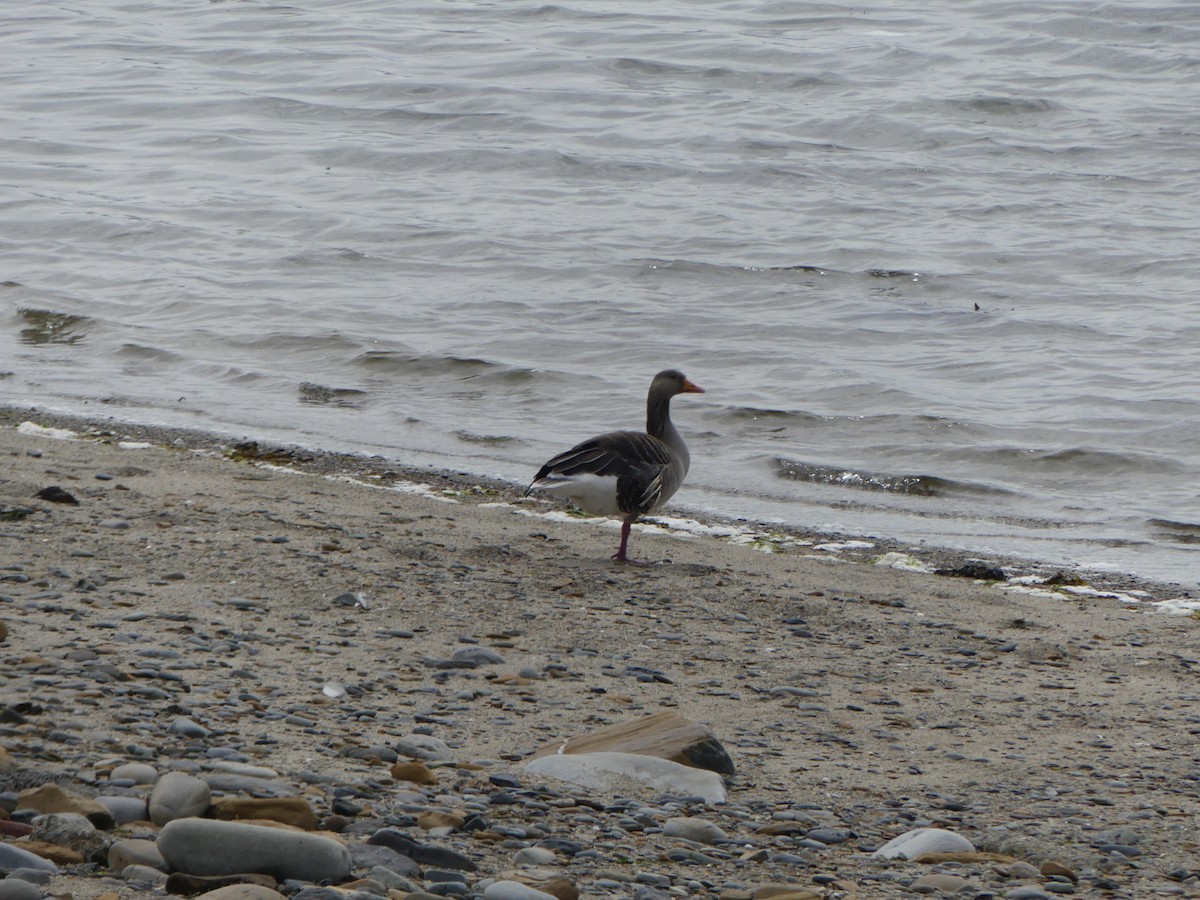 Гуска сіра - ML645973931