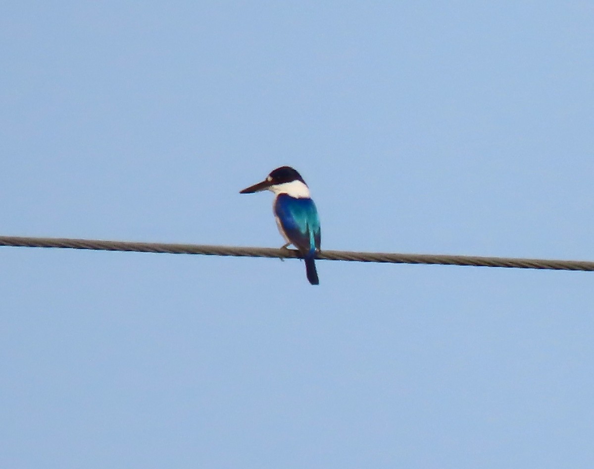 Forest Kingfisher - ML645973936