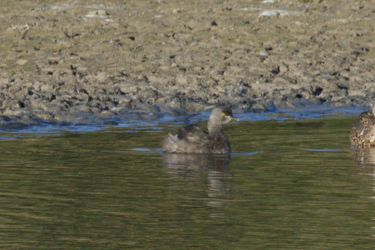 Least Grebe - ML645973942