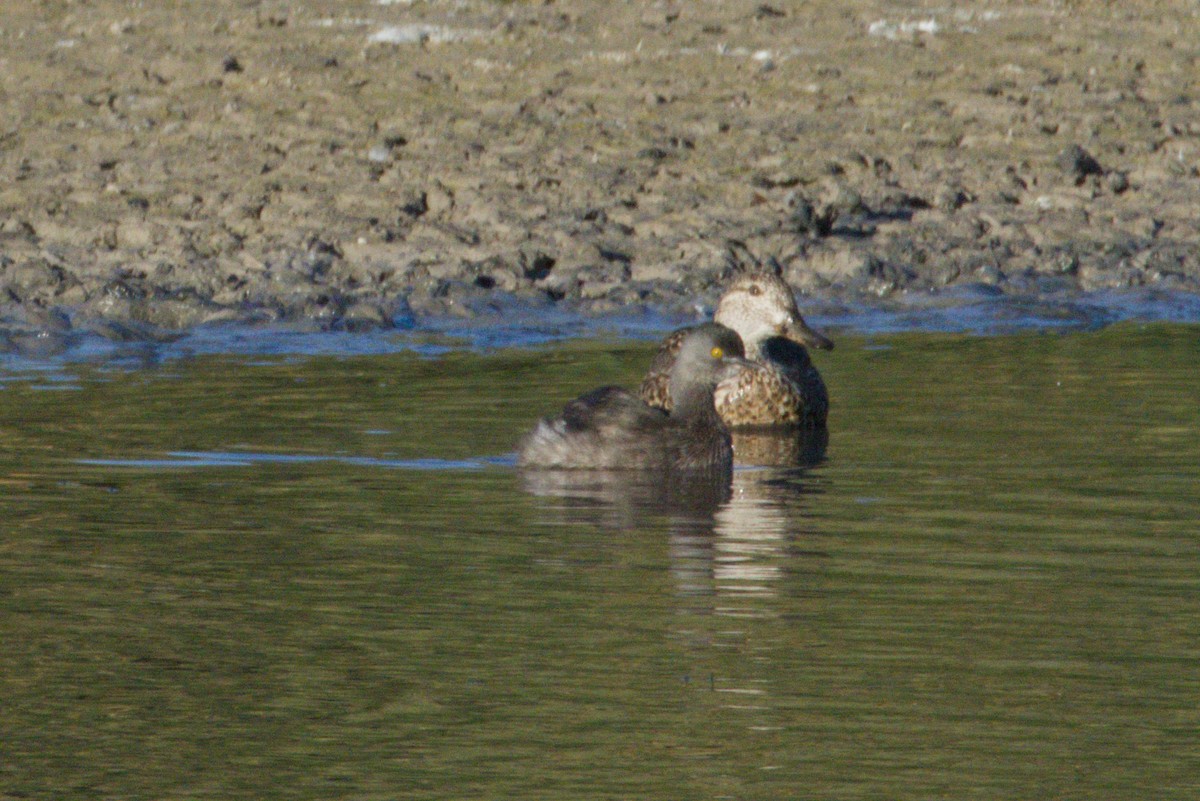 Least Grebe - ML645973943