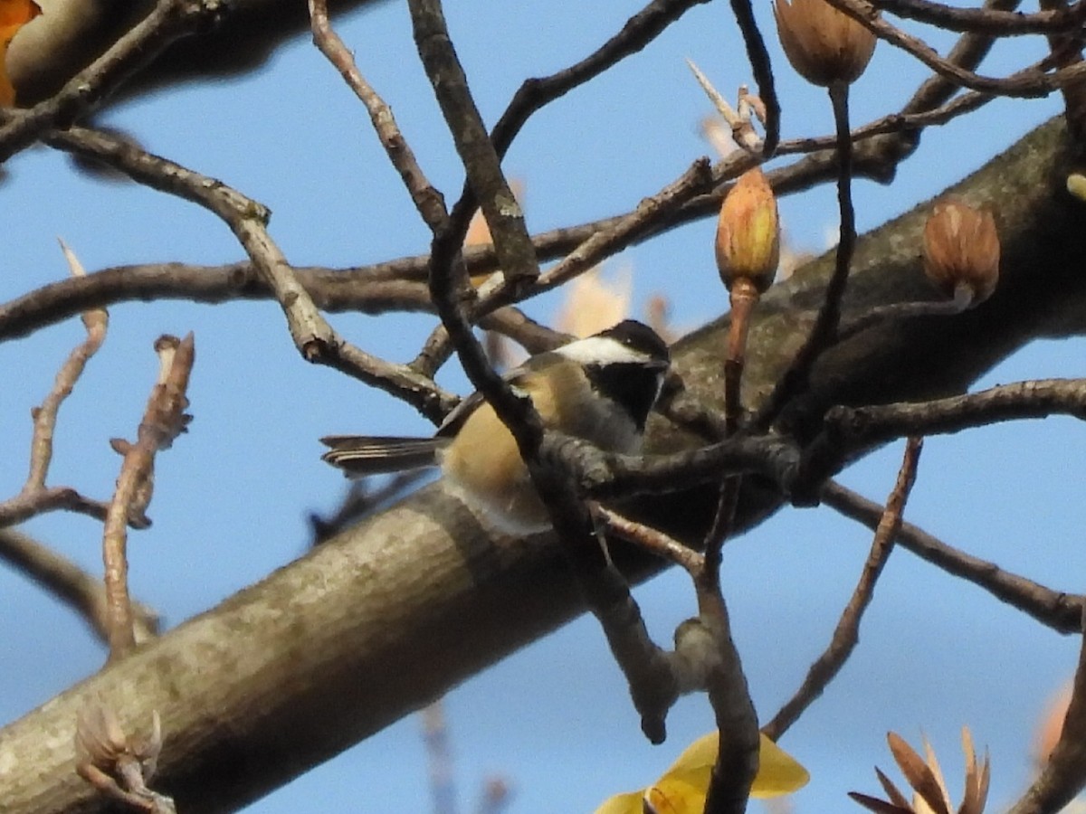 Black-capped Chickadee - ML645973959