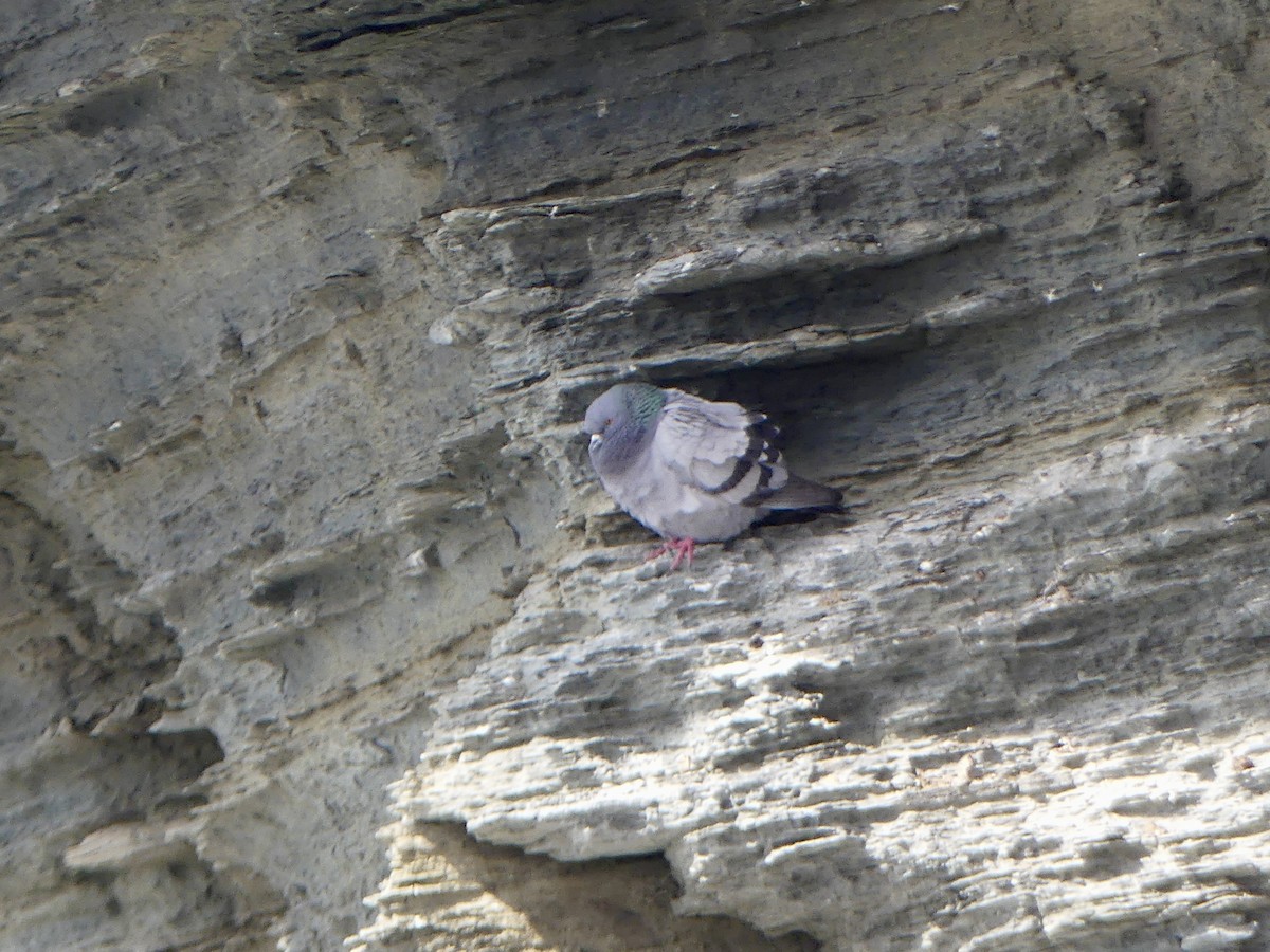 Haitz-usoa (basatia) - ML645973960