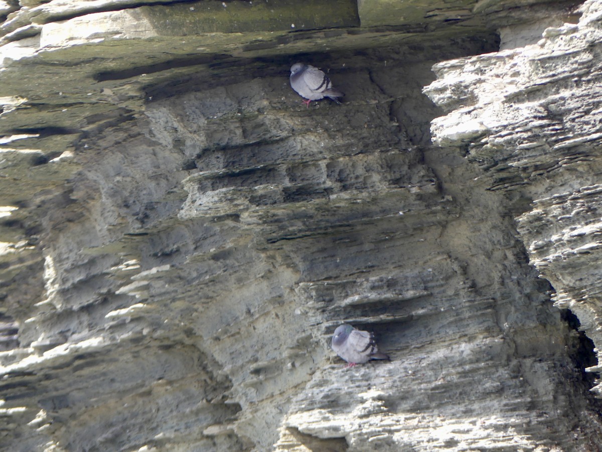 Haitz-usoa (basatia) - ML645973961