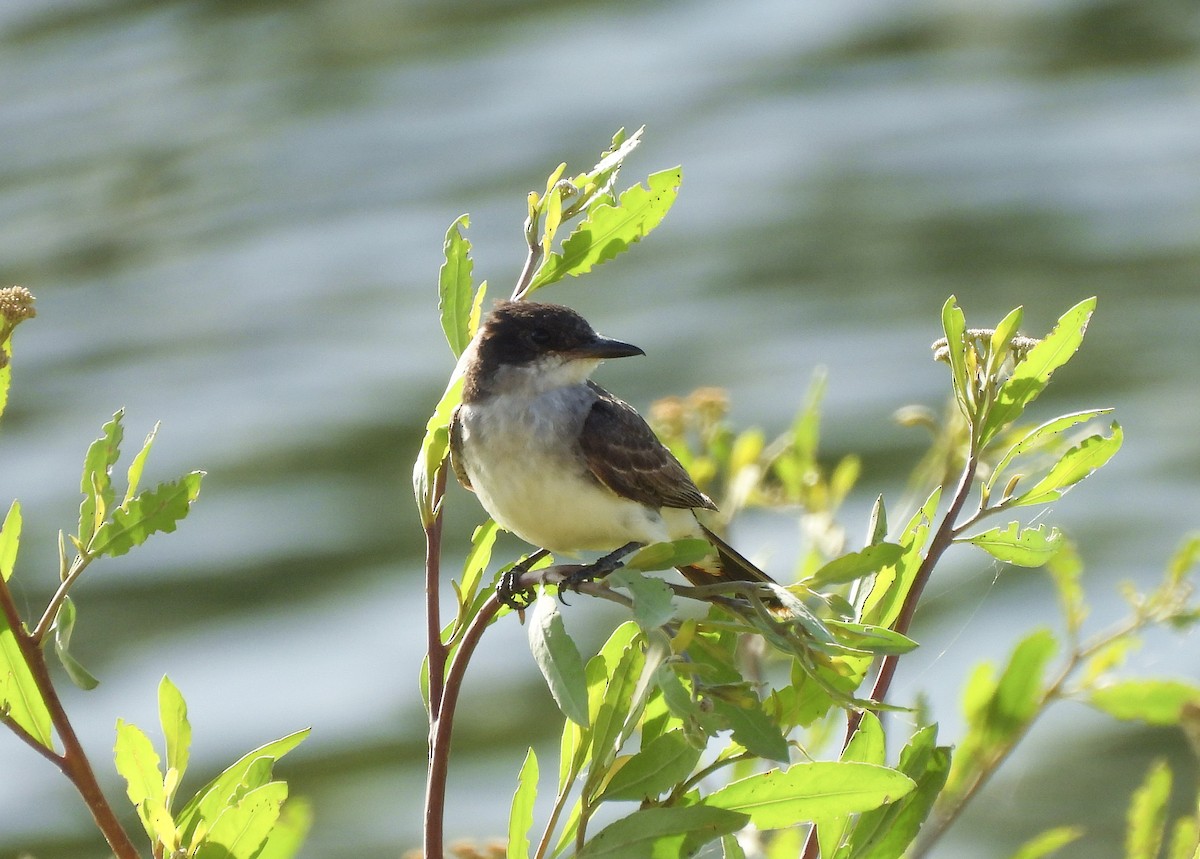 tyran obecný - ML645973963