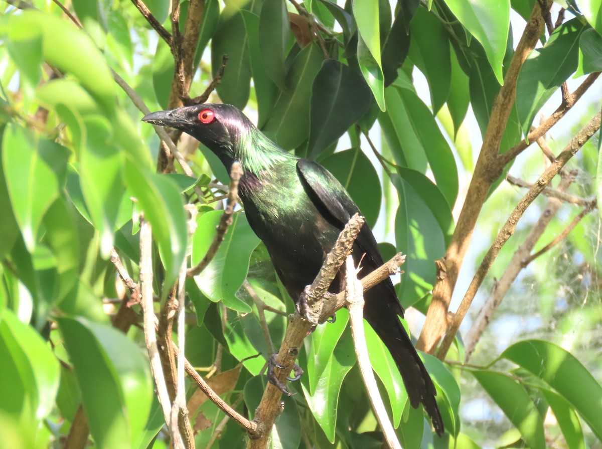 špaček lesklý - ML645973969