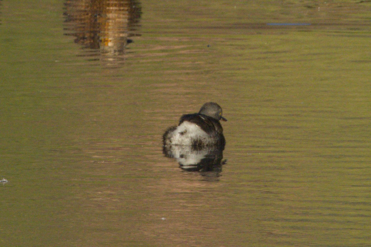 Least Grebe - ML645973974